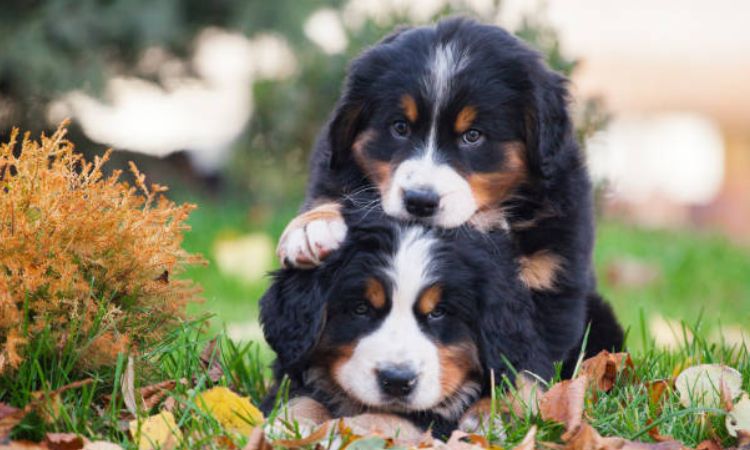 Bernese Mountain Dog