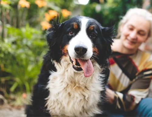 Bernese Mountain Dog: The Ultimate Guide to Temperament, Training, and Care (2025)