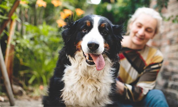 Bernese Mountain Dog