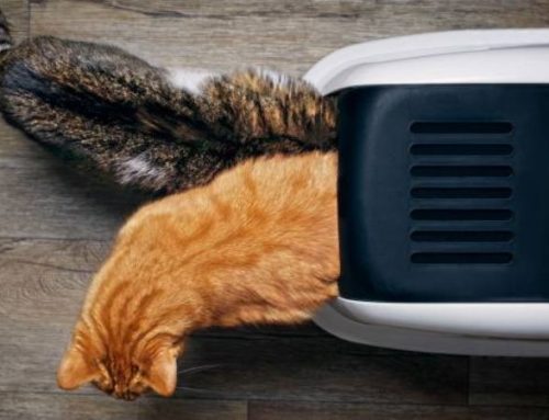 The 8 Best Automatic Litter Boxes for Multiple Cats: No More Daily Scooping!