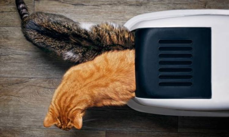 best automatic litter box for multiple cats