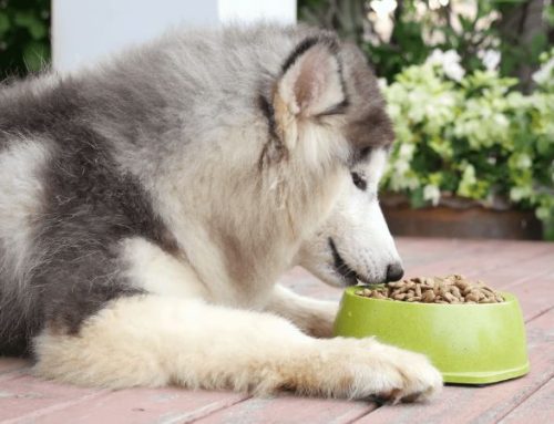 10 Best Dog Food for Husky to Gain Weight (Fast, Healthy, & Vet-Approved)