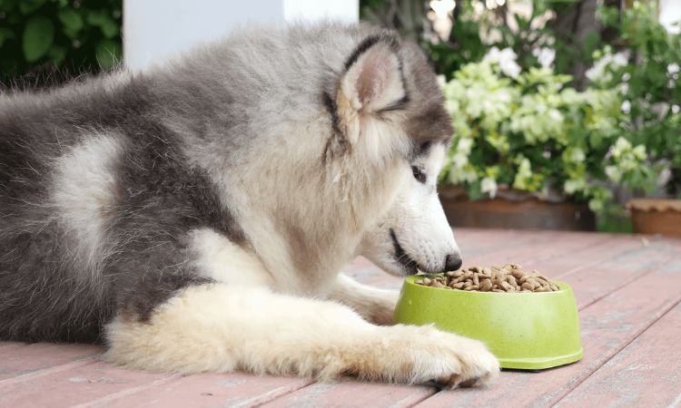 Best Dog Food for Husky to Gain Weight