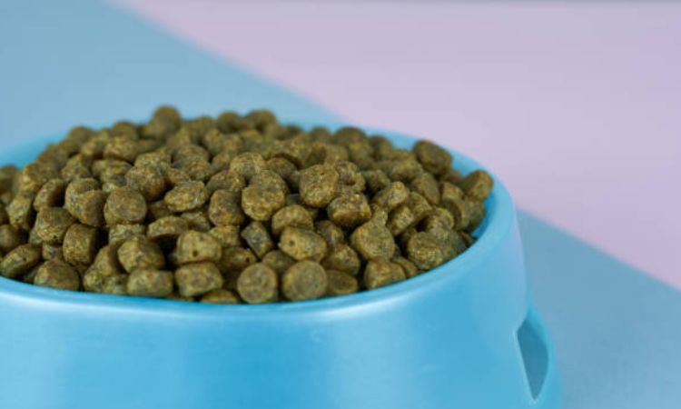 Best Dry Dog Food for Sensitive Stomach and Diarrhea
