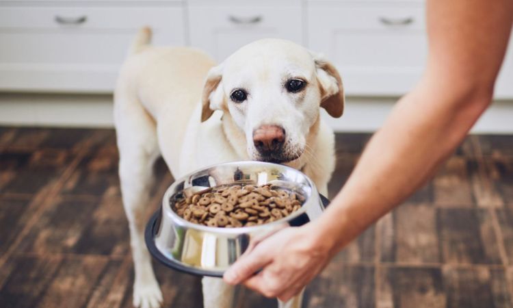 Best Dog Food for Sensitive Stomach and Diarrhea
