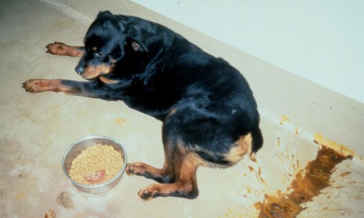 best dog food for sensitive stomach and diarrhea