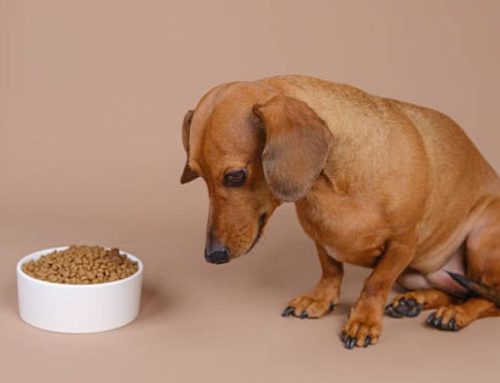 The Best Dog Food for Sensitive Stomach and Diarrhea: Vet-Approved Picks (Dry, Canned, & Puppy Options)
