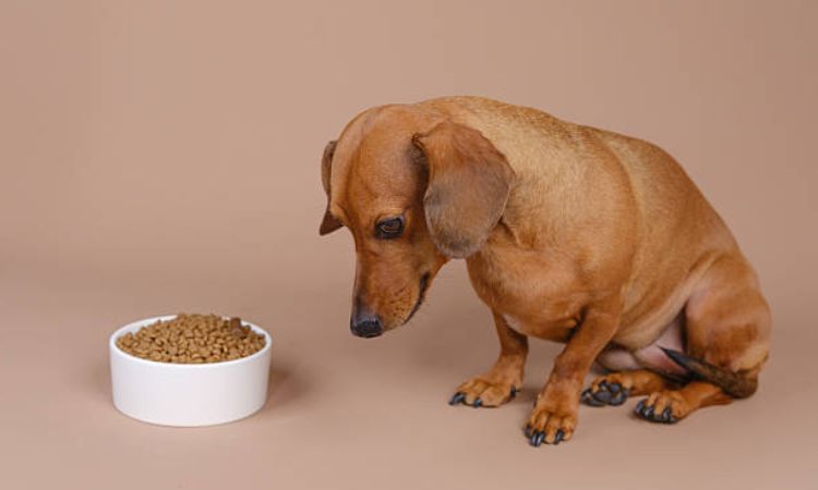 Best Dog Food for Sensitive Stomach and Diarrhea