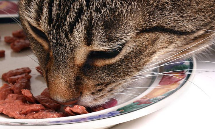 Prescription Cat Food for Kidney Disease