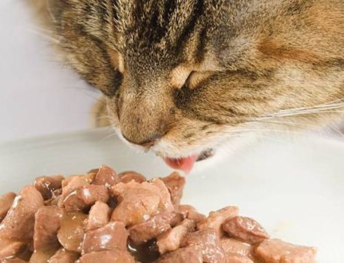 Best non prescription food for cats with kidney disease: Top over-the-counter options (Vet-approved guide)