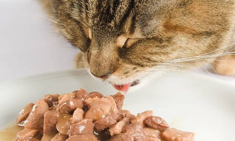 Best non prescription food for cats with kidney disease