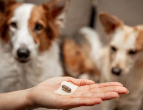 The 8 Best Probiotics for Dog Gut Health: Vet-Approved Picks for a Healthier Pup