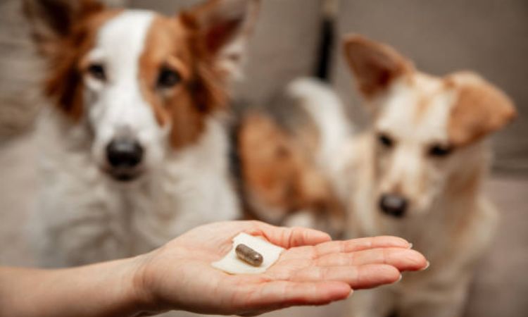 best probiotic for dogs gut health