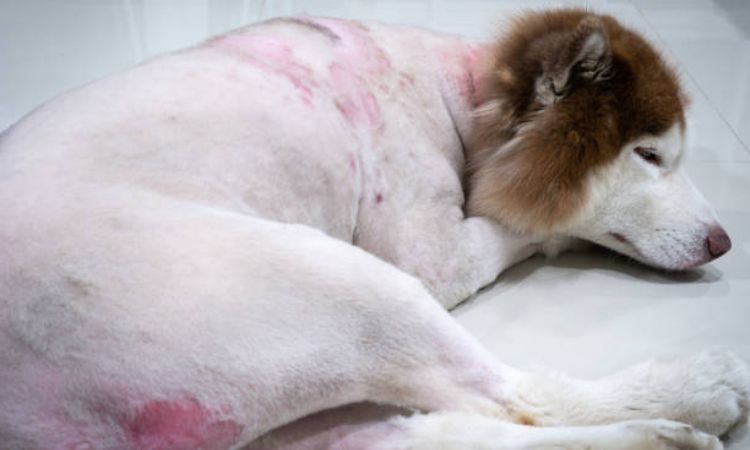 best probiotics for dog skin allergies