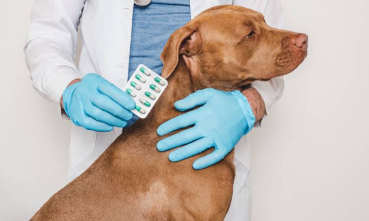 Tips for Managing Dog Skin Allergies Alongside Probiotics