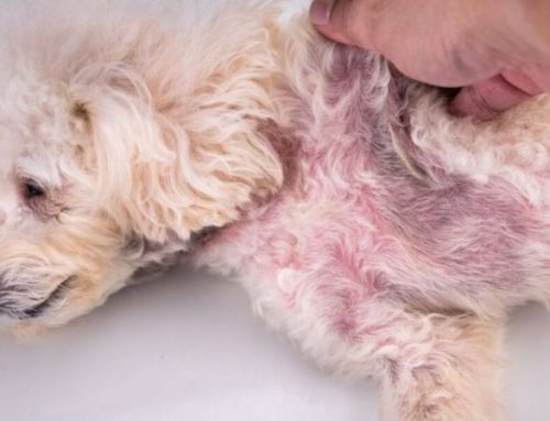 The 8 Best Probiotics for Dog Skin Allergies: Vet-Approved Relief