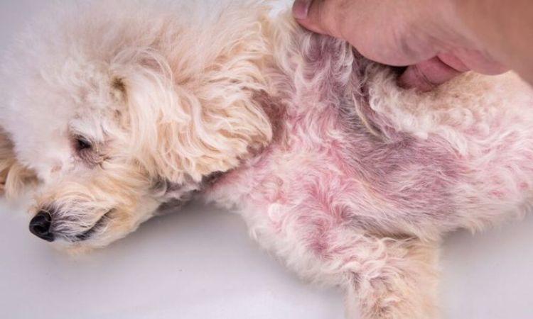 best probiotics for dog skin allergies