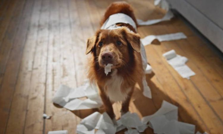 How to Administer Probiotics to Your Dog