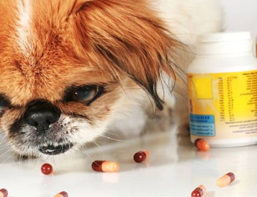 TOP 7 Best Probiotics for Dogs with Diarrhea