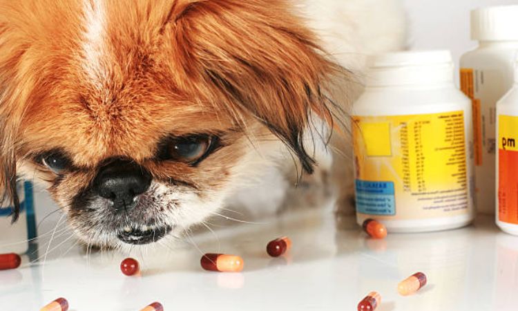 Best Probiotics for Dogs with Diarrhea