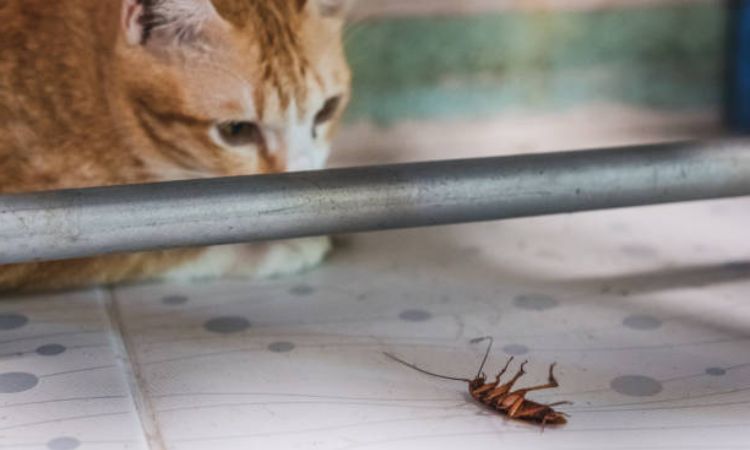 Can Kittens Eat Cockroaches?