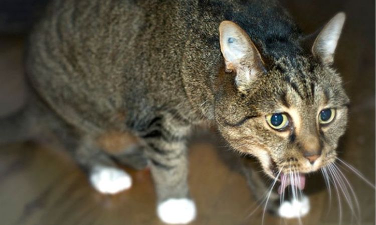 my cat ate a cockroach and threw up