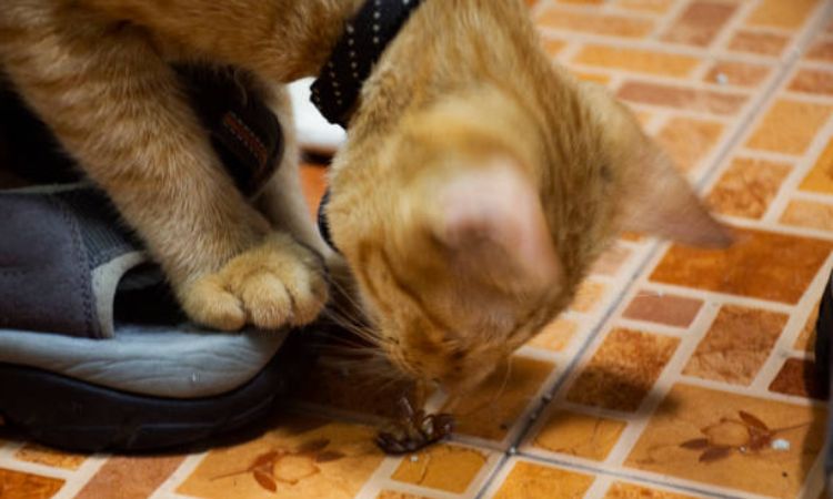 Can Cats Eat Cockroaches