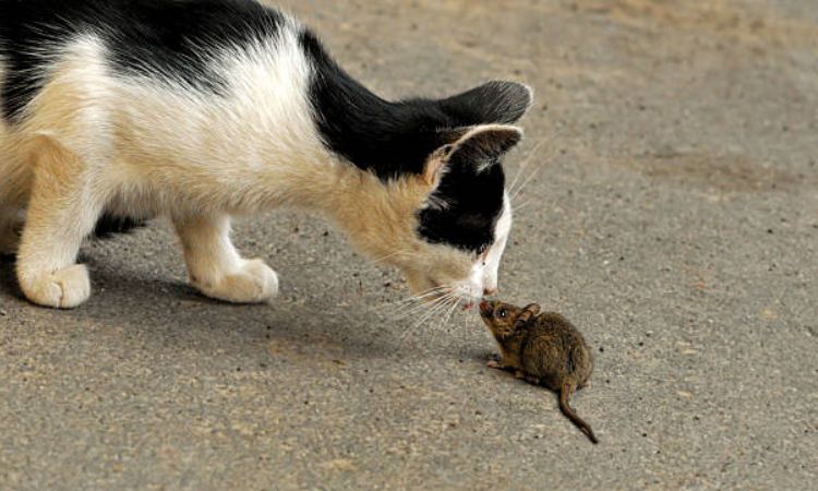 how far away can a cat smell a mouse