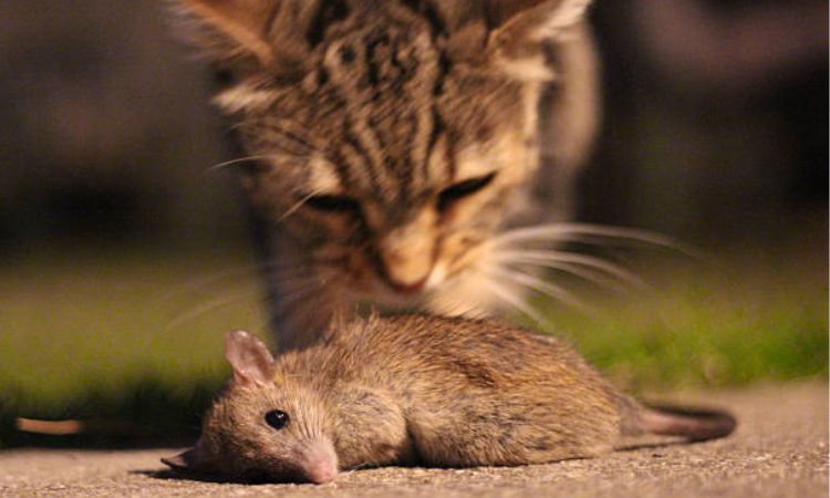 Who Smells Whom First?