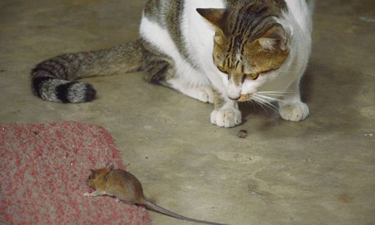 cat's sense of smell