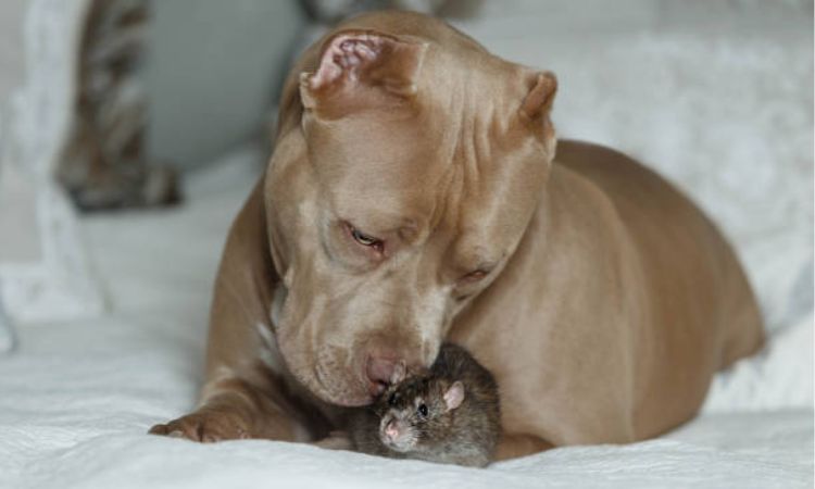 do pitbulls kill mice