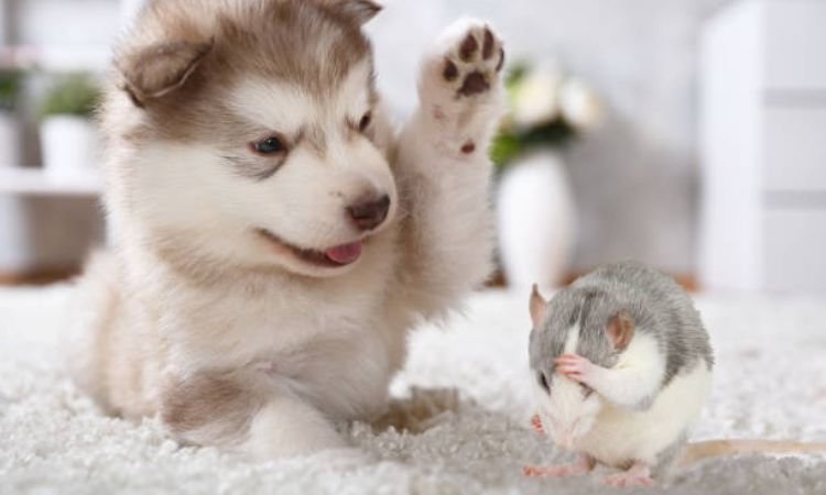 do huskies kill mice