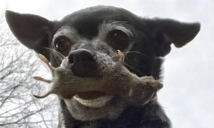 do chihuahuas kill mice