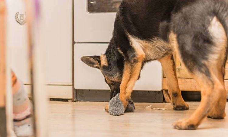 do german shepherds kill mice
