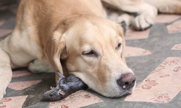 do labradors kill mice