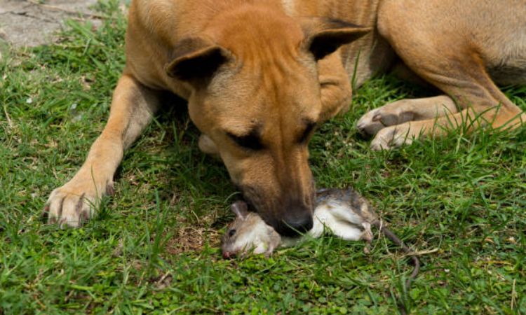 Can Your Dog Catch Mice