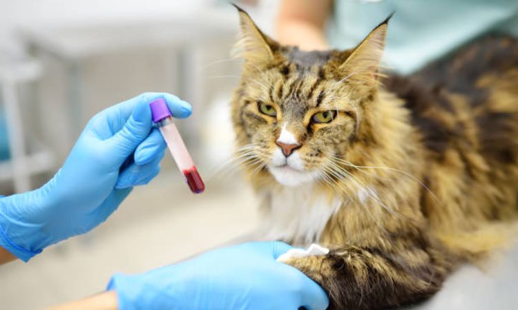 what causes anemia in cats