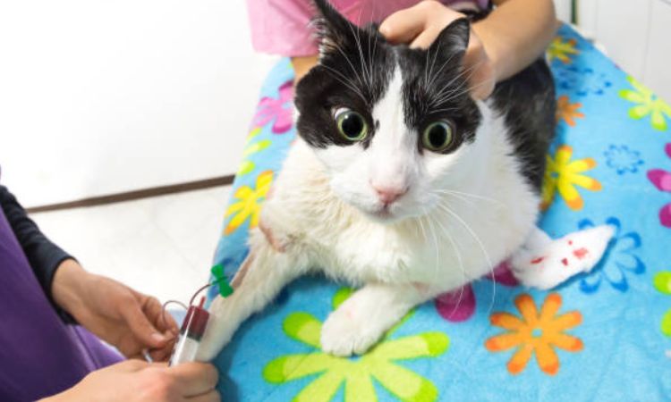 Treatment Options for Cat Anemia