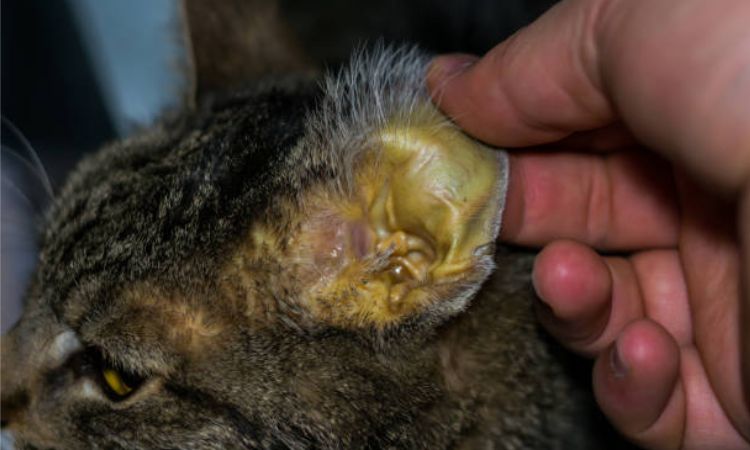 Symptoms of Anemia in Cats