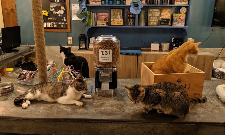 Brooklyn Cat Cafe