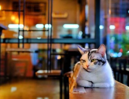 The 8 Best Cat Cafes in New York City: Cuddle, Coffee & Adoption Guide