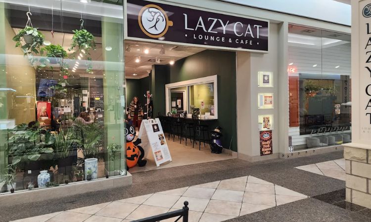 Lazy Cat Lounge and Cafe