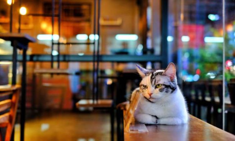 cat cafe new york