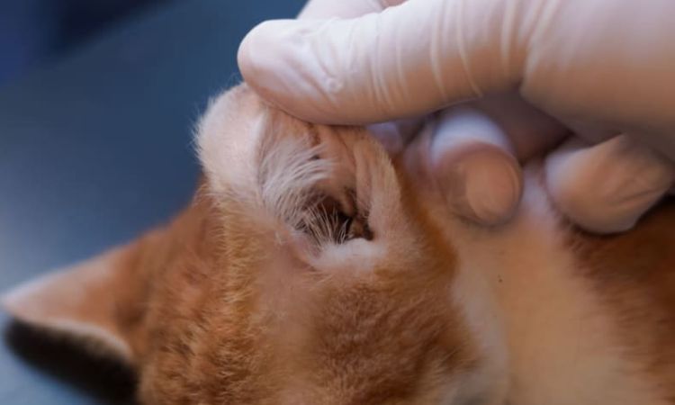 cat ear infection symptoms