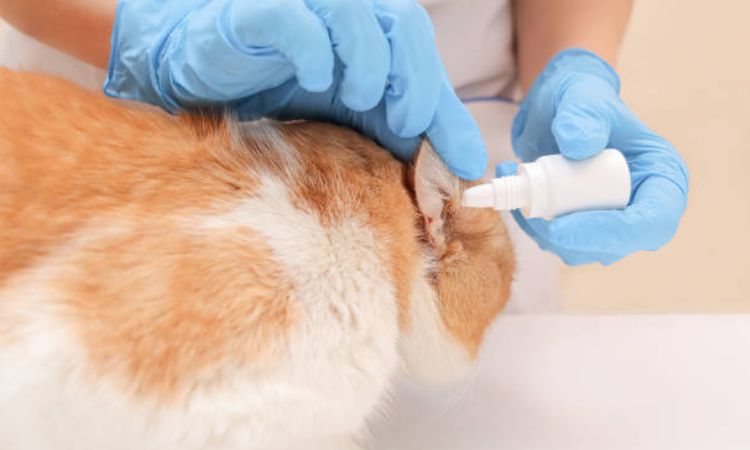 cat ear infection treatment