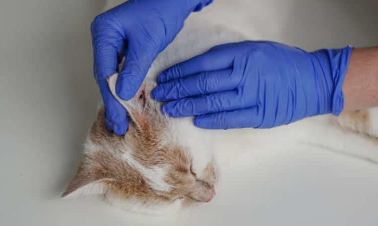 cat ear infection home remedy