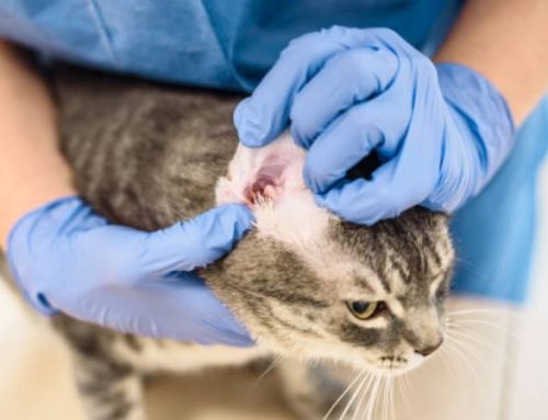 Cat Ear Infection: Symptoms, Causes, and Vetting the Best Home Remedies