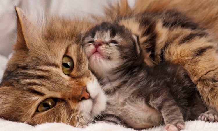 How many kittens can a cat have in a year?