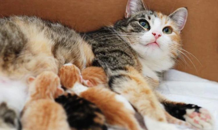 Key Factors That Influence Fertility and Litter Size