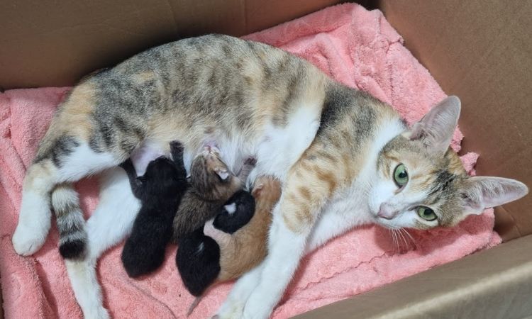 how many litters can a cat have before it dies